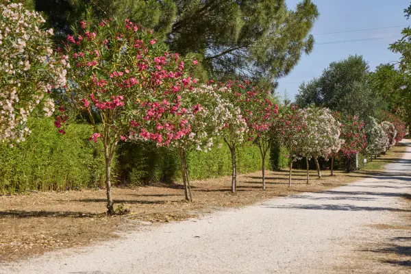 Costa d'Argento - Camping Village Club Capalbio
